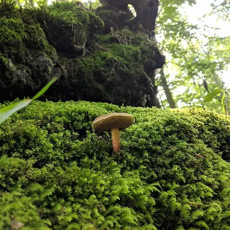 Nyaraló Luxury Pool In Lohals - By Traum