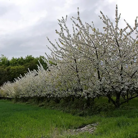 Luxury Pool In Lohals - By Traum